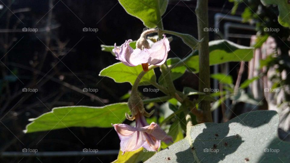 Brinjal flower. Agricultural
