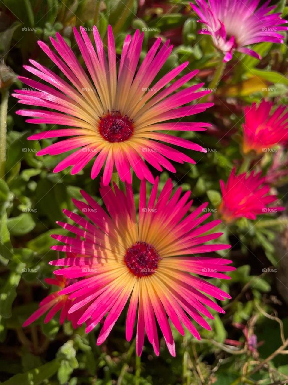 Livingstone daisy