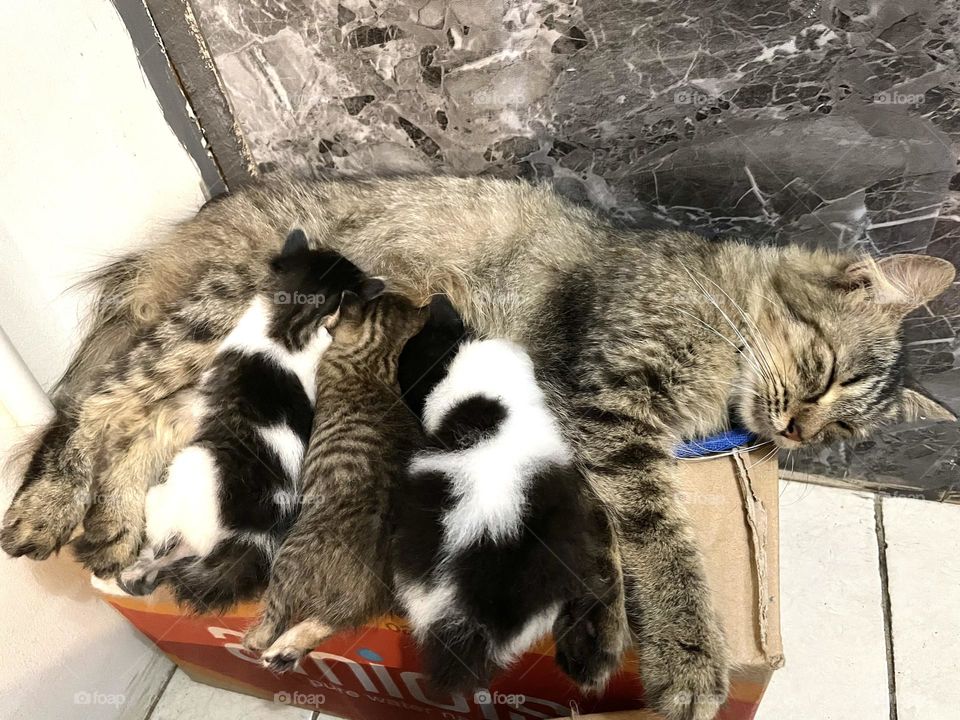 Breastfeeding the kittens