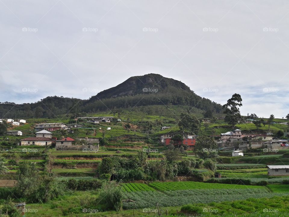 nuwaraeliya