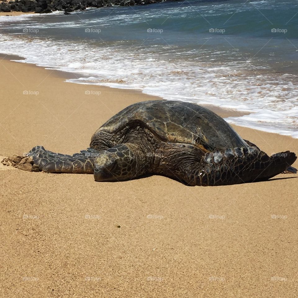 Beach, Turtle, Sand, Water, Sea