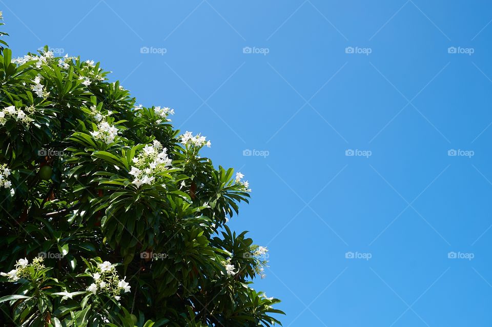 Trees with blue sky background with copy space 