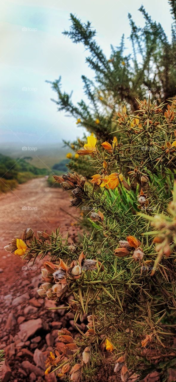 Native vegetation on the side of the mountain road