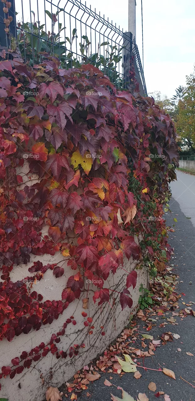 autumn colors