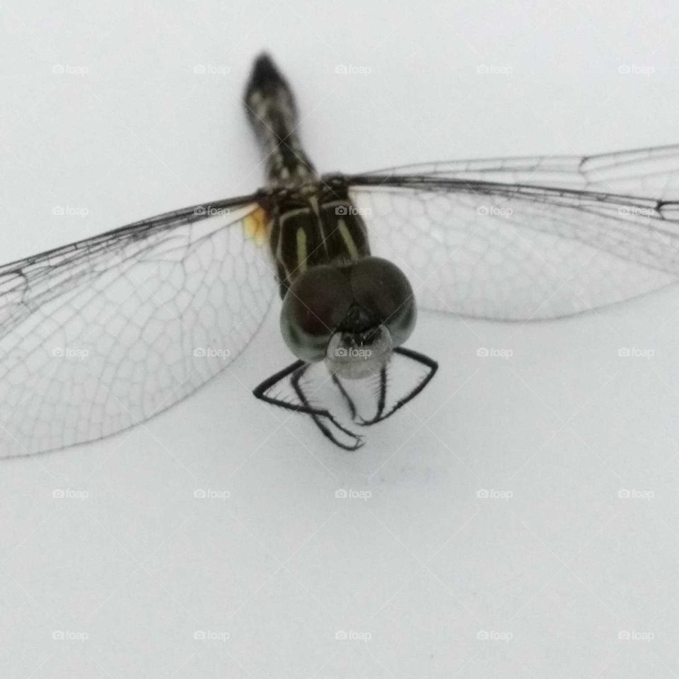 dragonfly