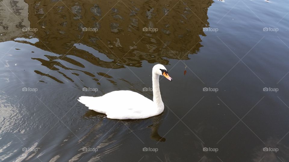 Swan, Bird, Water, No Person, Lake