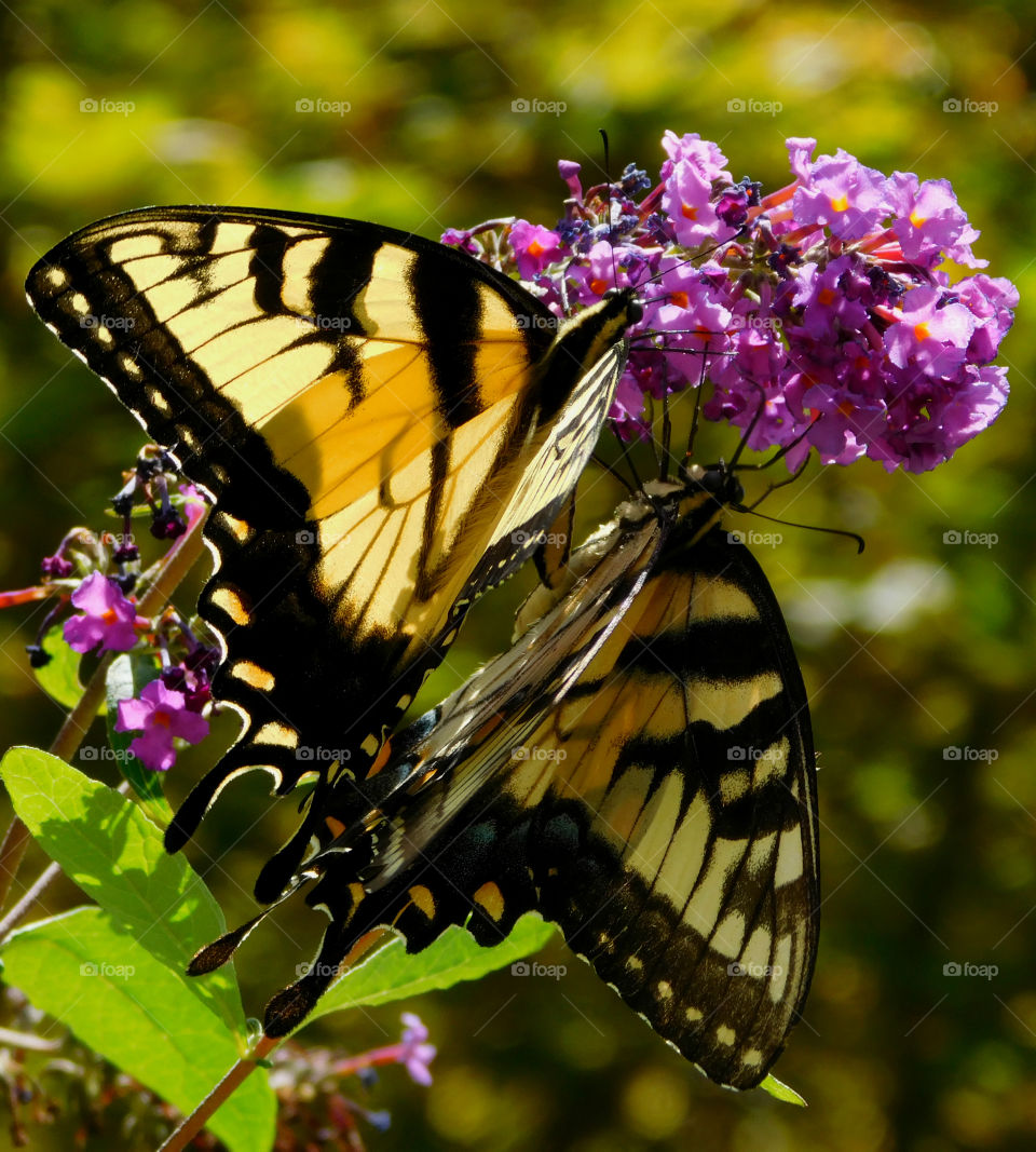 Eastern Tiger Swallowtail Butterfly: Here they get nectar from the brilliant Mexican Sunflower in my butterfly garden!