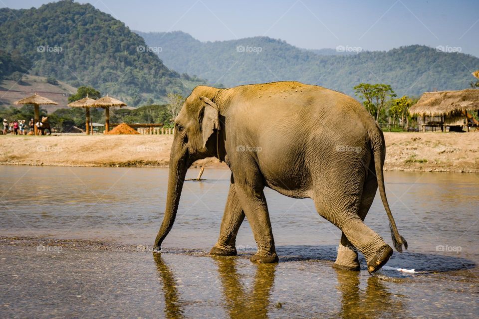 Indian Elephant walking along river