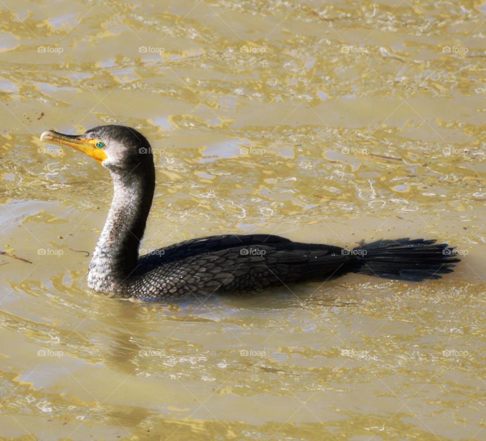 enjoying the wildlife on the riverfront in Sacramento California