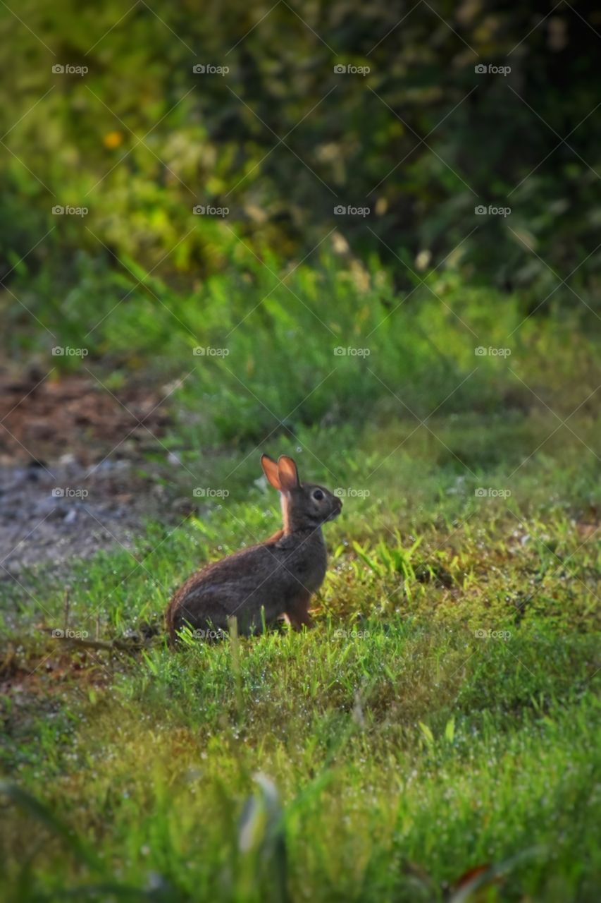Rabbit resting after a chase 