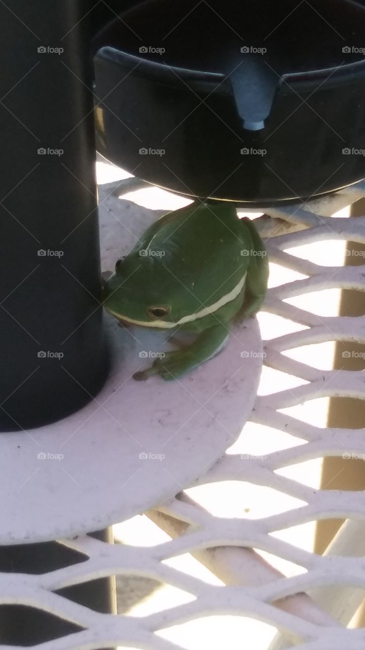 froggie at the pool