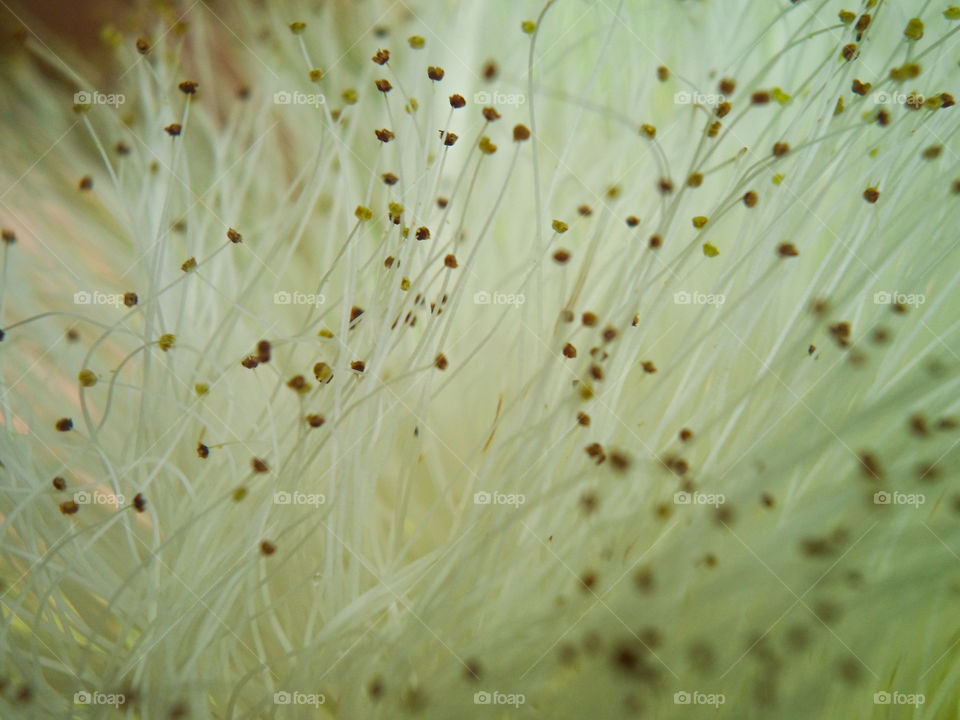 fine hairy with pollen