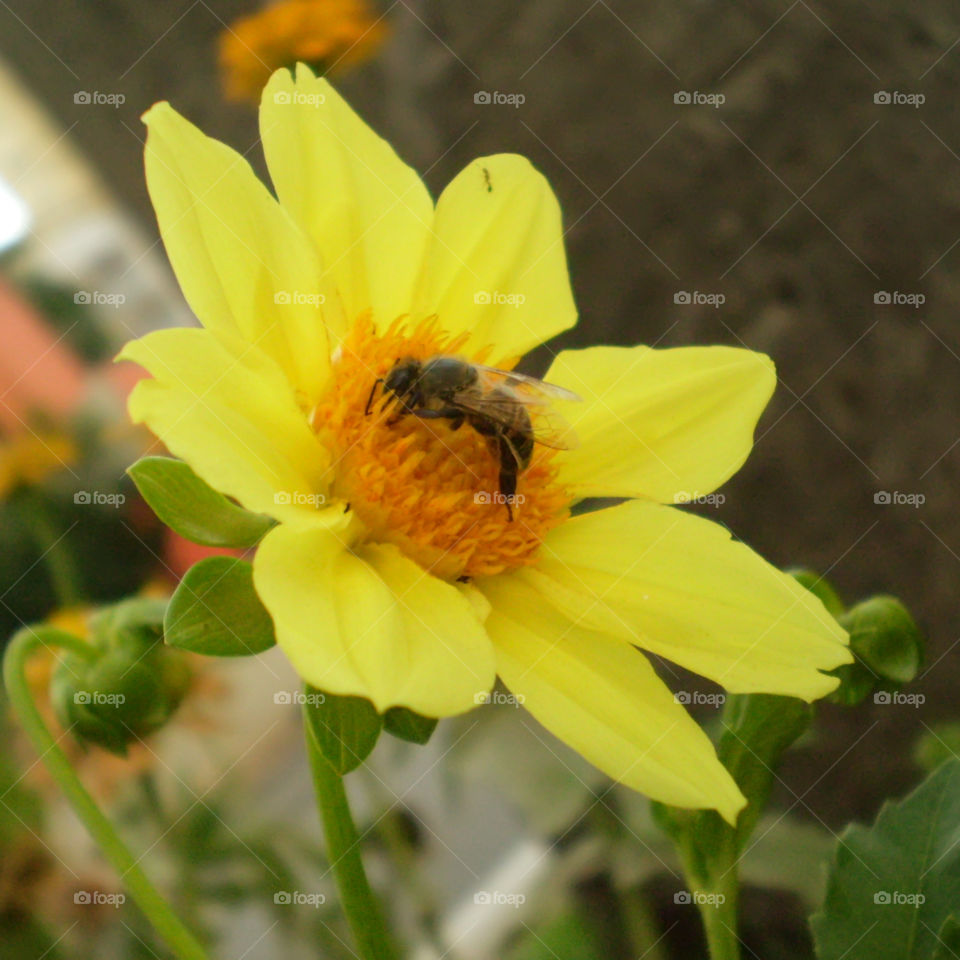 spring flowers