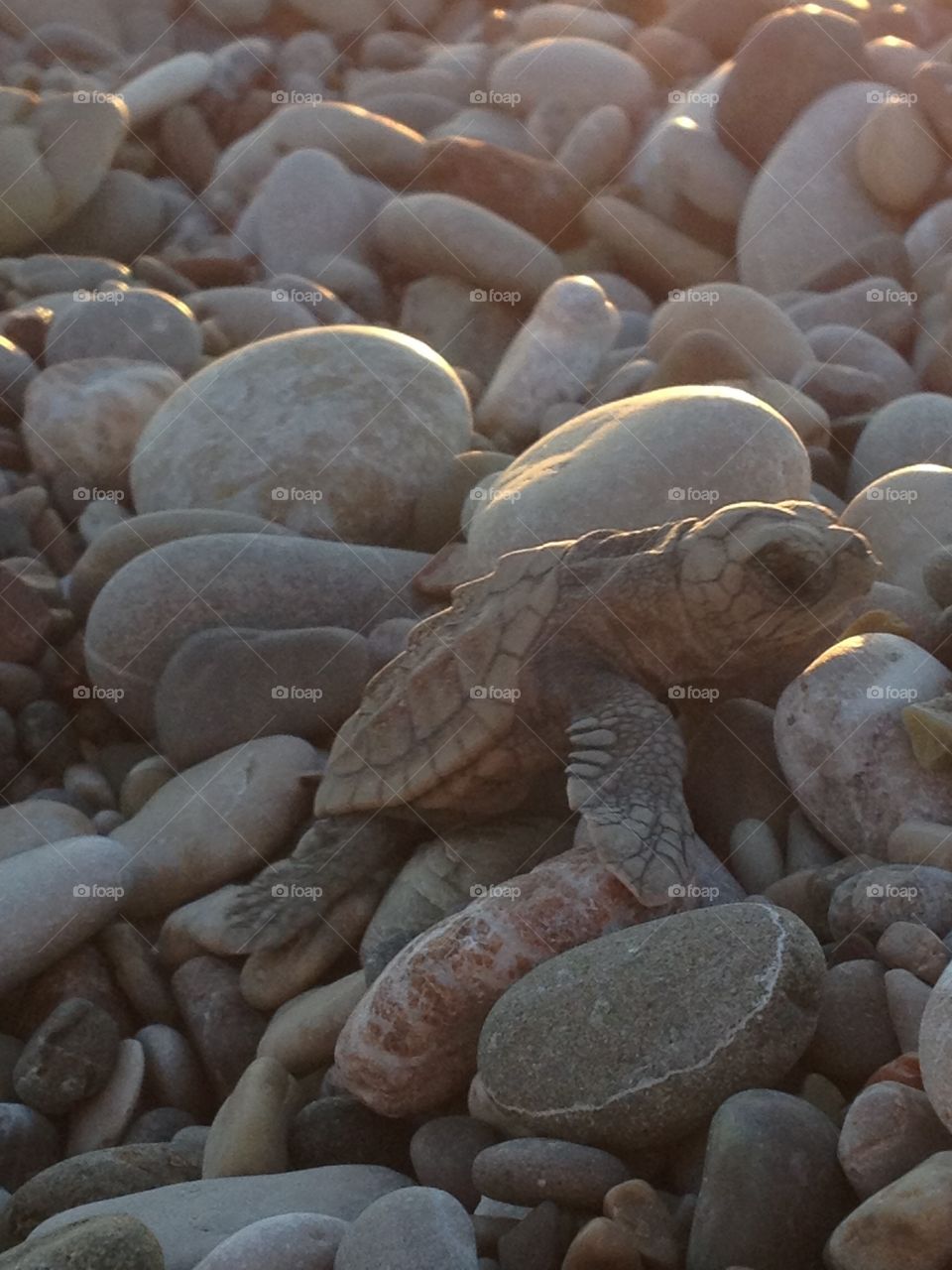 Baby turtle