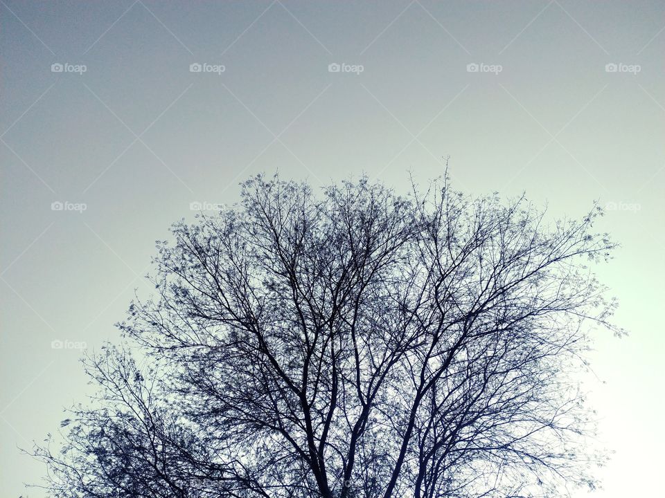 Tree and branches of the tree. Dry tree on a blue autumn sky background .