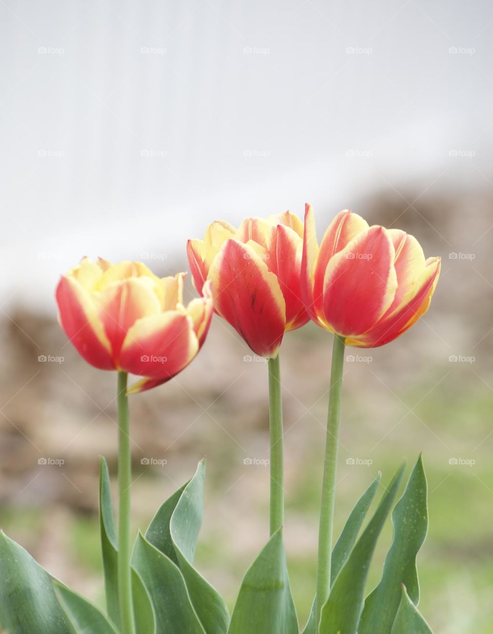 Three Red-Yellow Tulips blooming for Spring 
