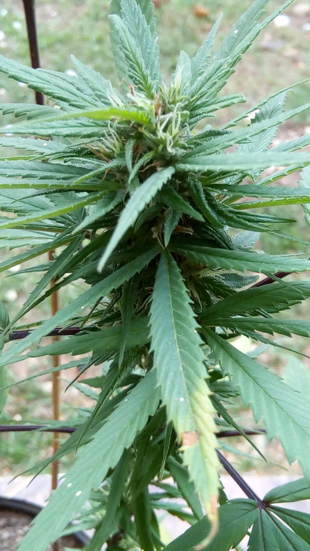 Marijuana