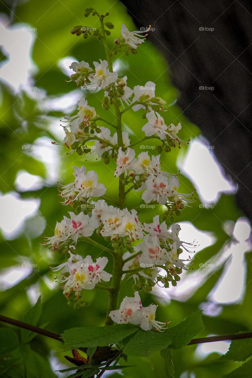 wild chestnut blooming