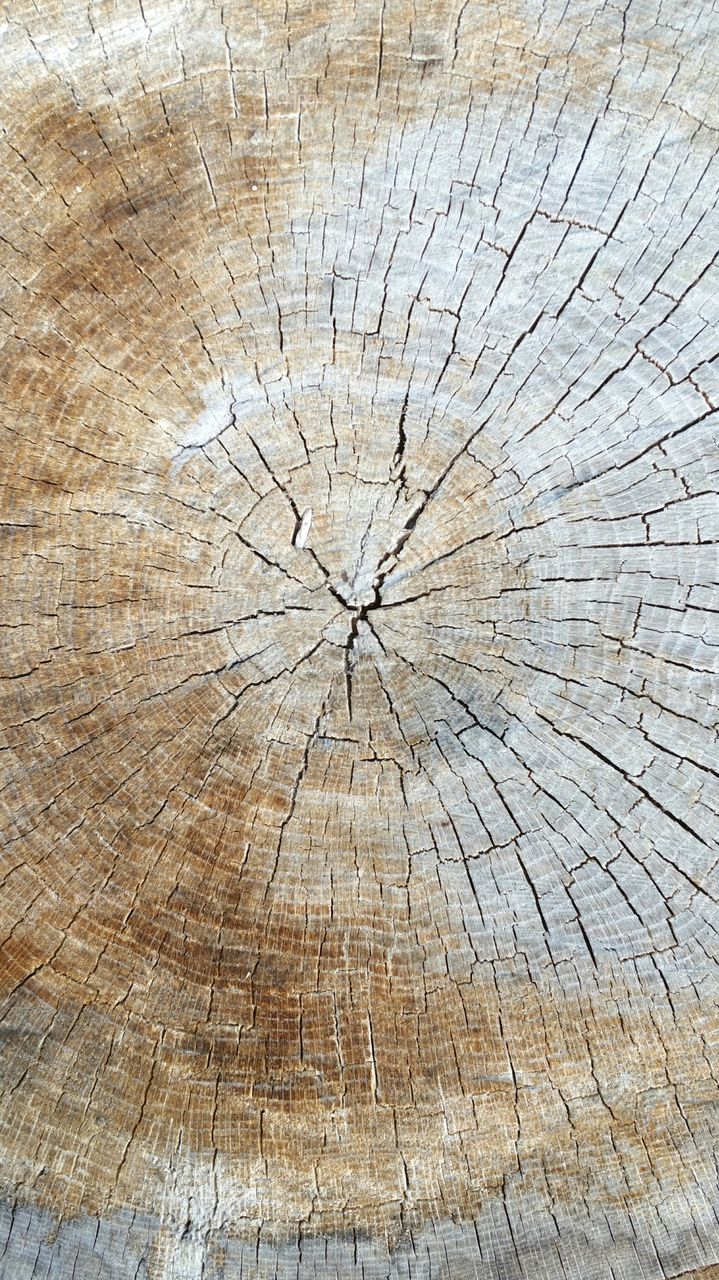 weathered old tree stump