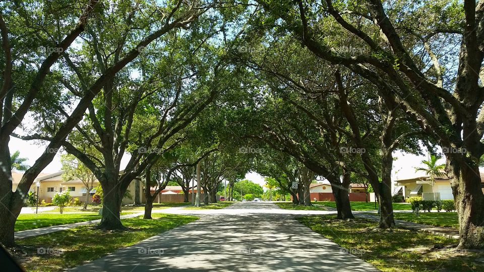 Extraordinary Street. This is an ordinary street that has become extraordinary because of trees!