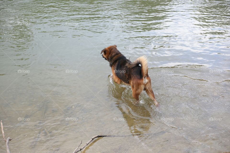 dog walking in the River
