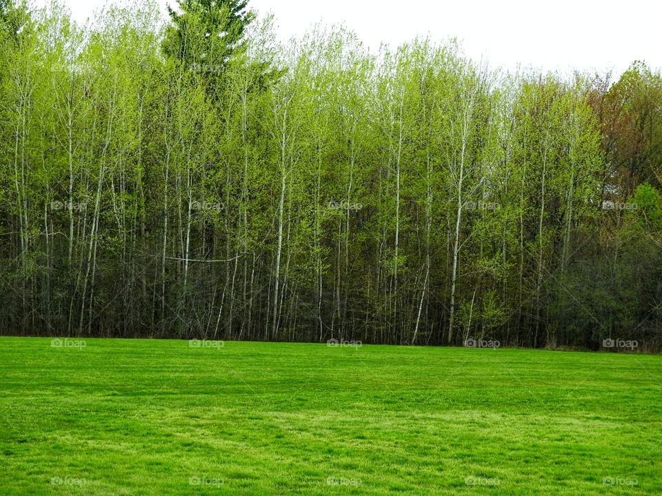 Tree line in early spring