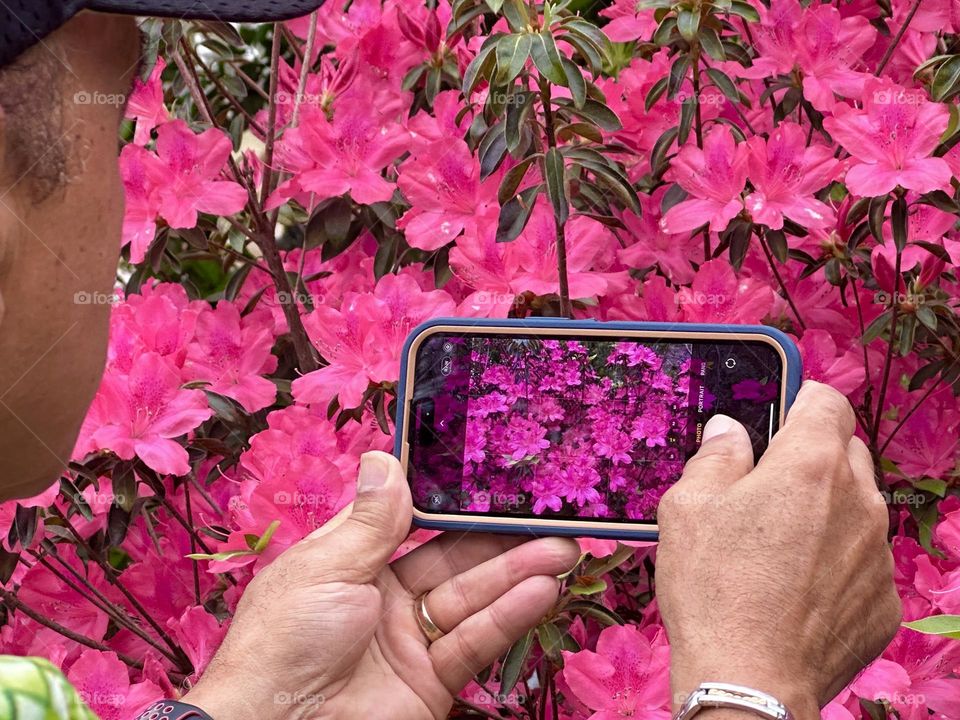 Taking a photo of the beautiful pink blossom of the Azalea plant