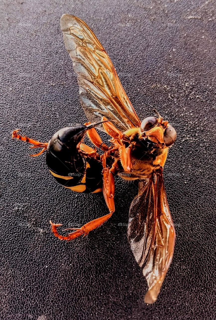 Cicada Killer/mud wasp