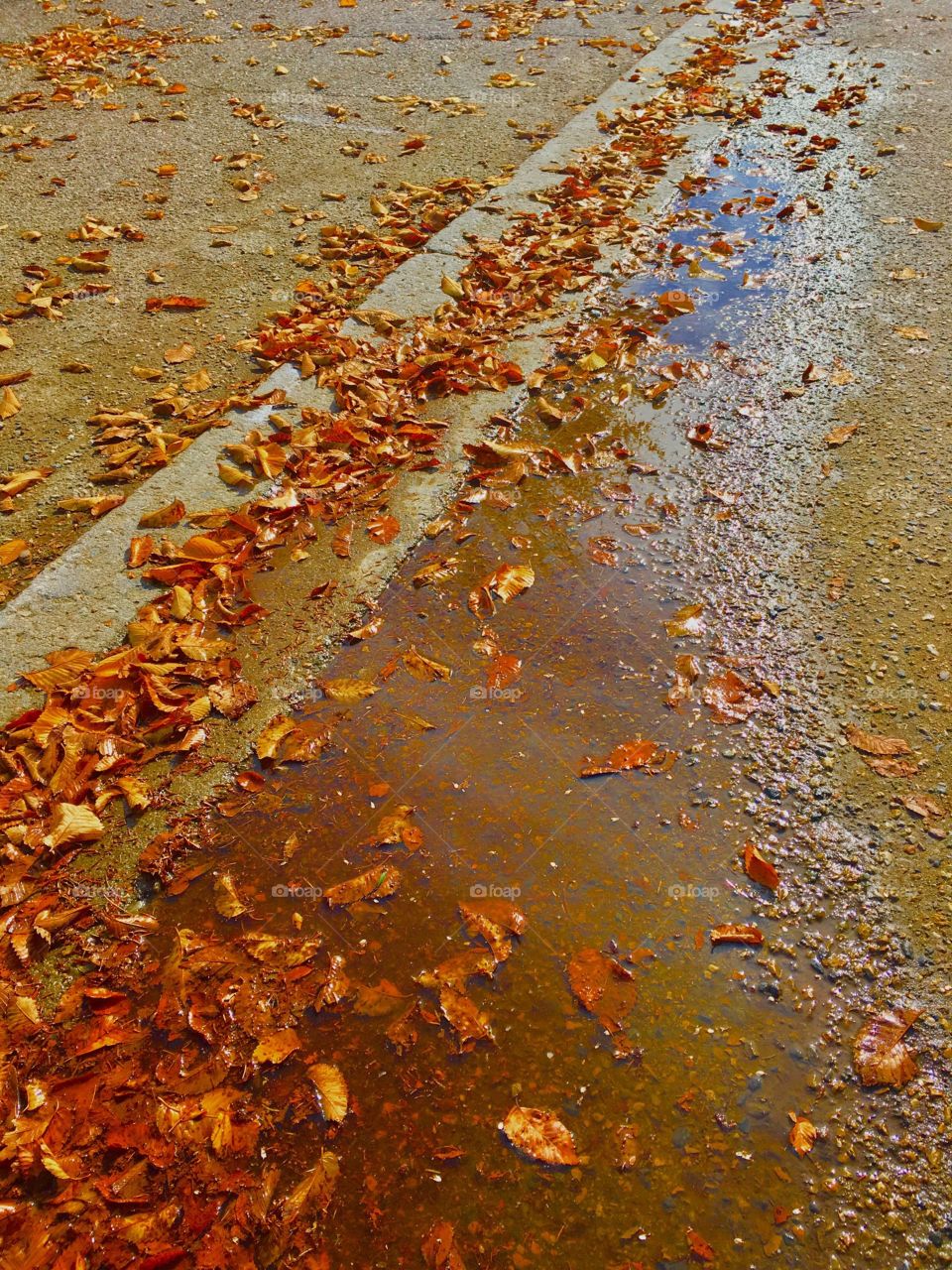 Coloured leaves in the fall rain puddles 