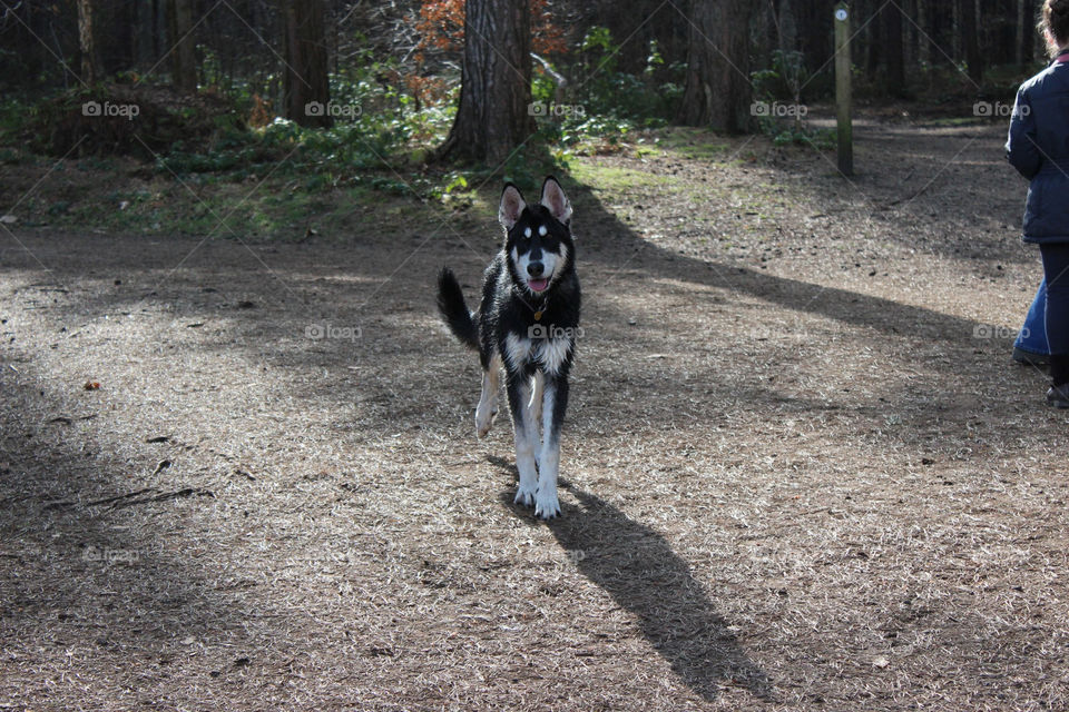 Dog in the forest