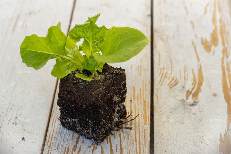 lettuce seedling with earth, planting