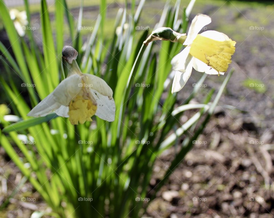 Daffodils 