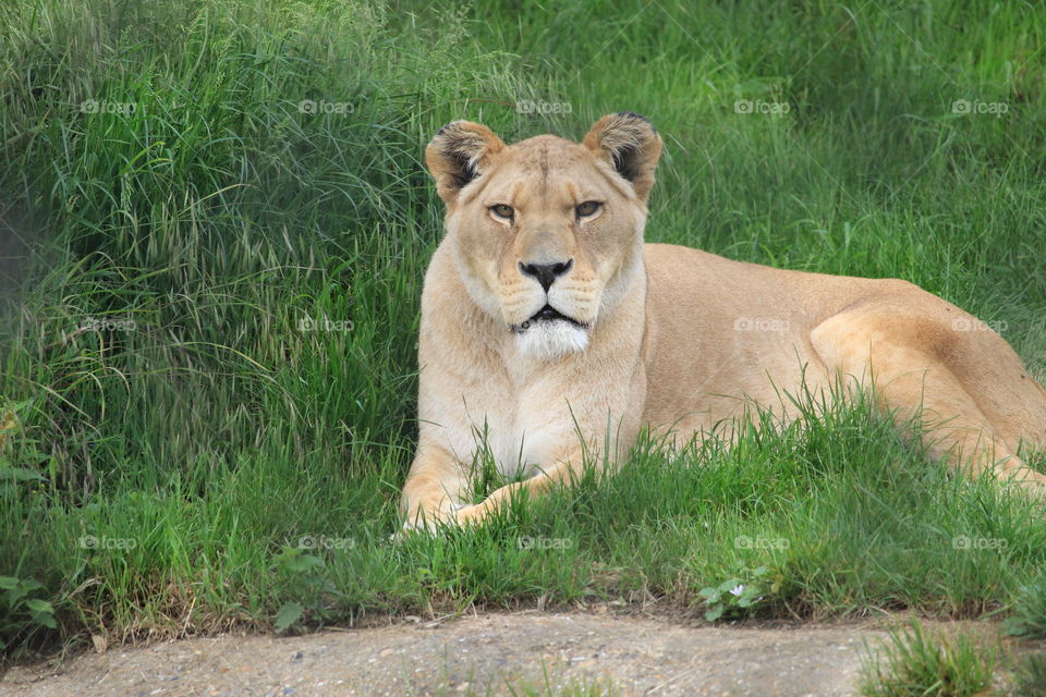 Barbary lion