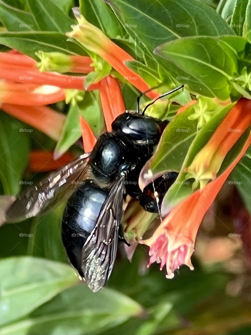 A big black bumblebee, with a little pollen on his backside, enjoys small orange trumpet flowers 🧡