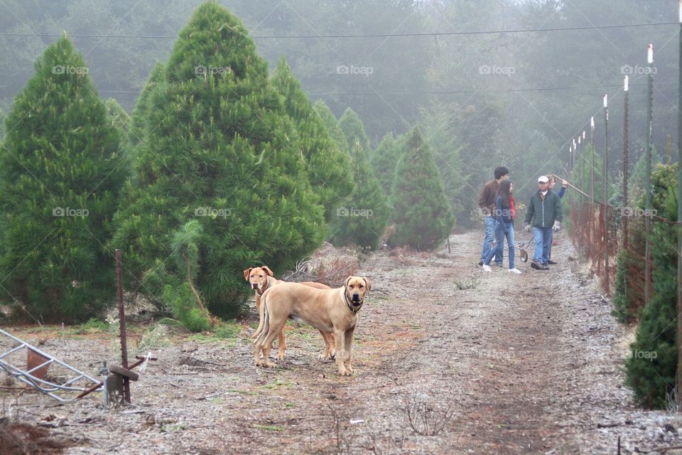 Christmas tree plantation 