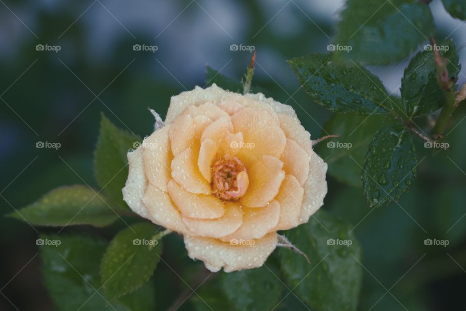 yellow rose bush