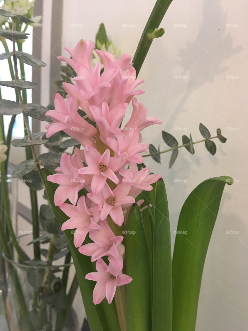 The pink hyacinth flower. Spring flowers background. Pink petals and green leaves of flowers close up. 