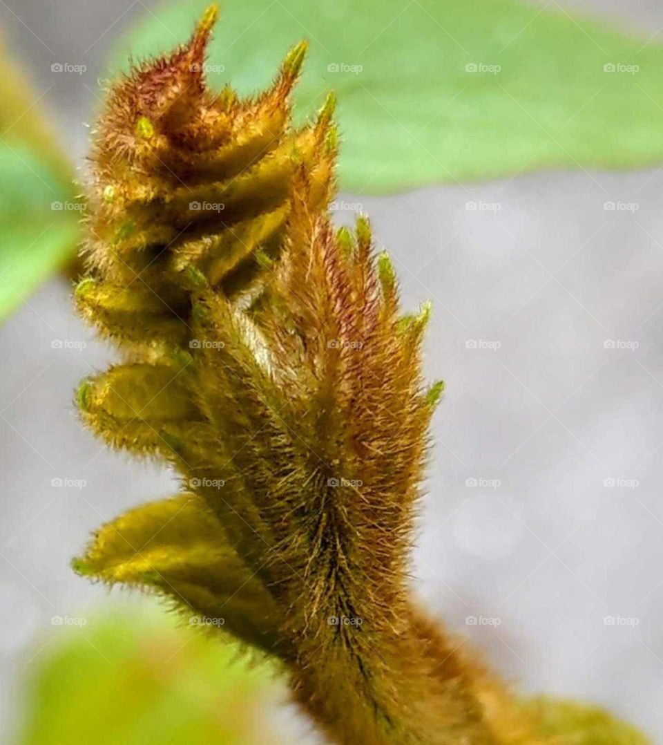 World in macro: close-up for a leaf bud of  tree. fresh, hairy and bright.