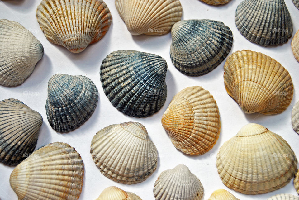 close up of sea beach shells on a white background