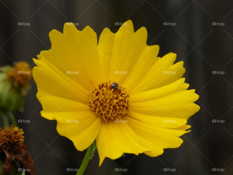 Un petit insecte dans une fleur jaune fluo