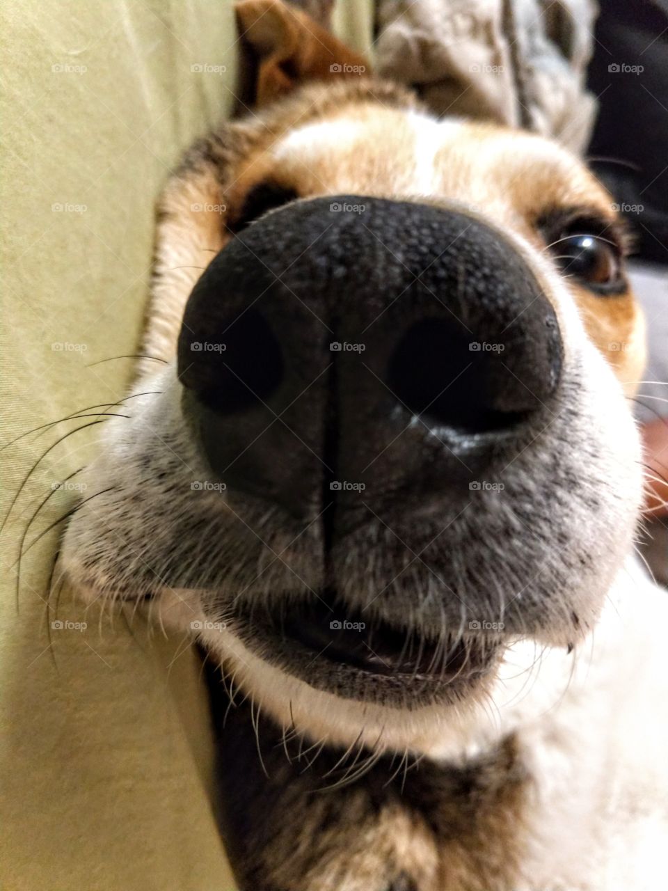 Up close shot of a dog.
