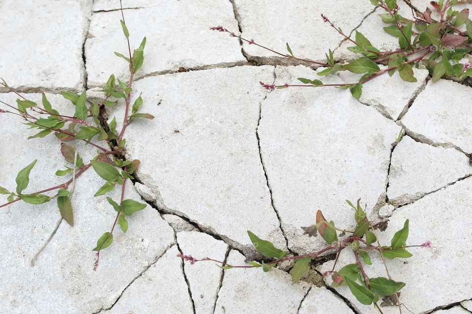 The flowers sprouted through the cracked concrete 