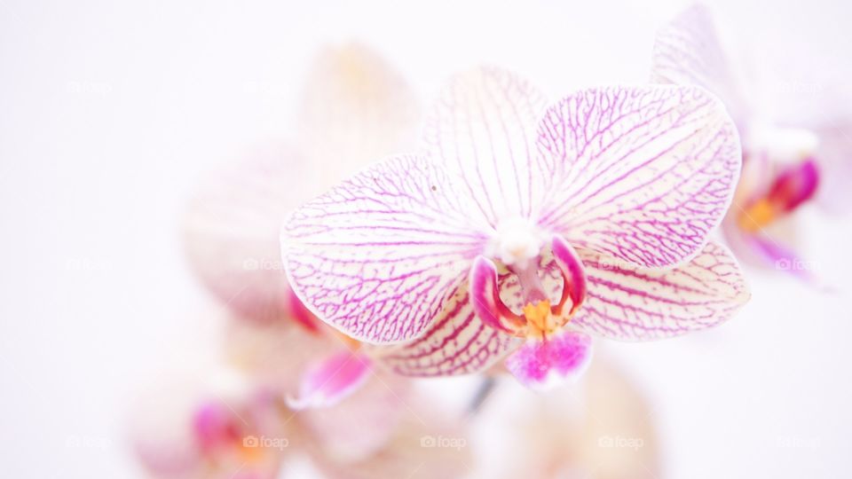 Orchid Flower 