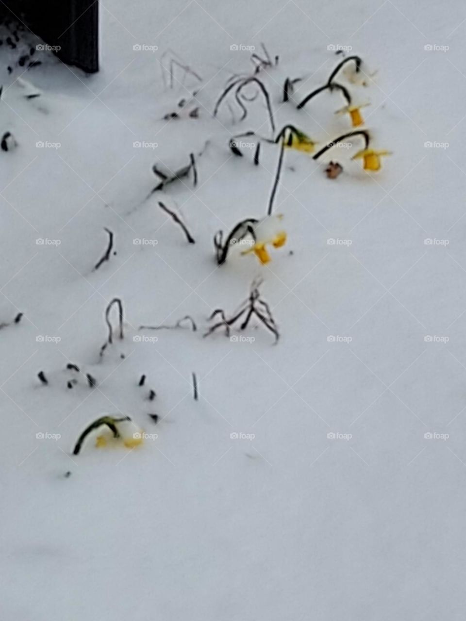 good grief more snow and my poor daffodils they are looking so sad today. up in the 50's tomorrow.