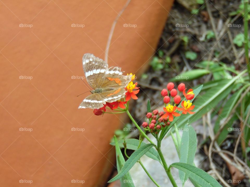 Butterfly on flower in Mexico