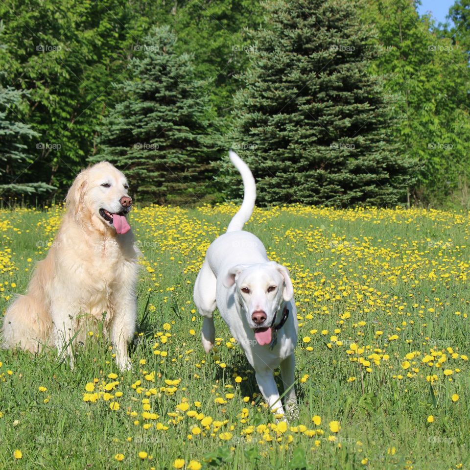 Kaci and Elle running in the yellow wildflowers in lush greenness of spring