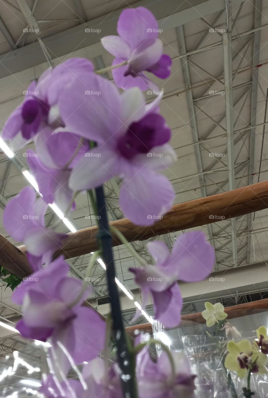 As orquídeas são apreciadas e  famosas pela beleza exótica, delicadeza e exuberância das flores. É uma planta  ideal para ambientes internos, as orquídeas  dão um toque de charme, beleza  e purifica o ar  do ambiente e eleva o nível do nosso humor.