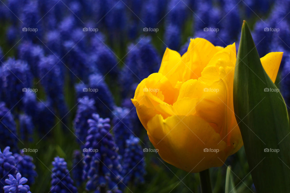 Yellow tulip amongst blue grape flowers