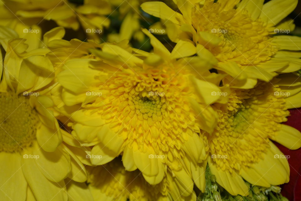 A closeup of yellow flowers 