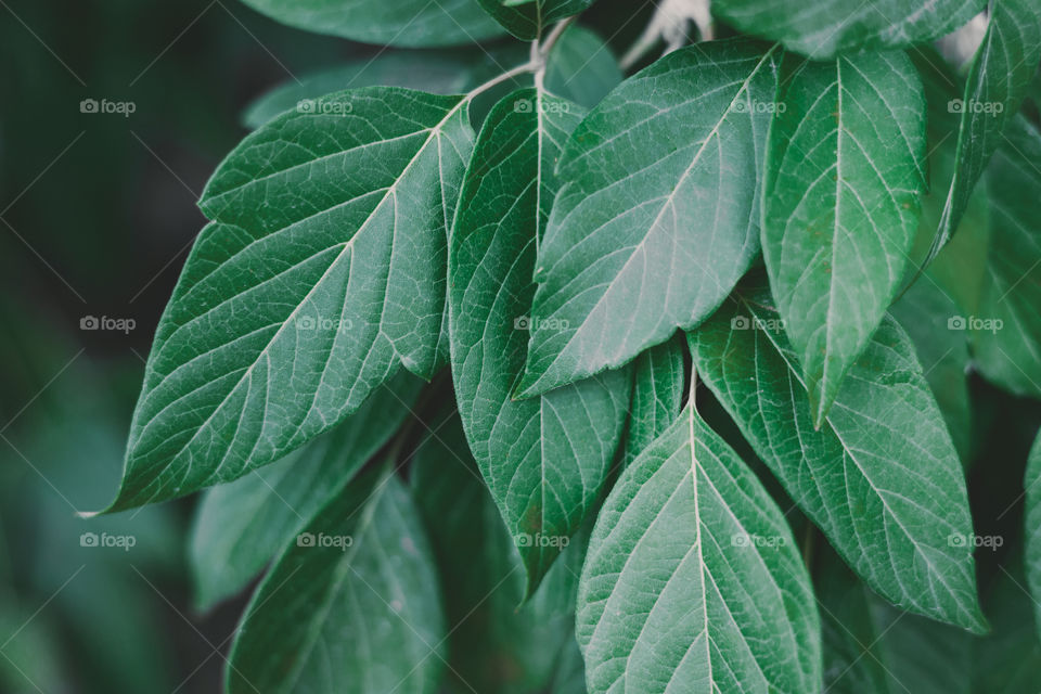 texture of green leaves.  close up